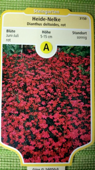 Rote Heidenelke Dianthus deltoides