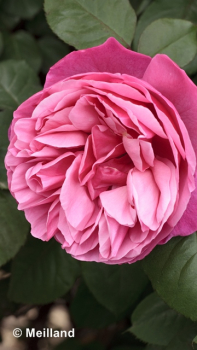 Rose Elbflorenz ® *Meiclusif*