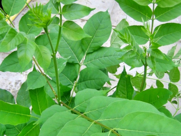 Euodia hupehensis - Bienenbaum/ Stinkesche/ Duftraute/ Tausendblütenstrauch