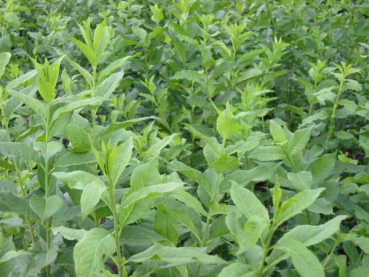 Euonymus europaeus Pfaffenhütchen Spindelstrauch