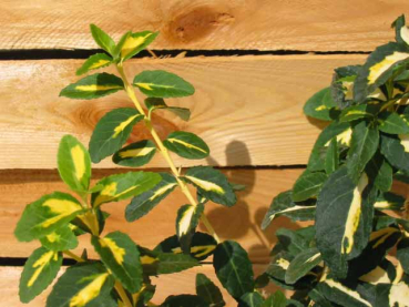Euonymus fortunei "Sunspot" - (Goldbunte Kriechspindel Sunspot),