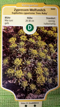 Euphorbia cyparissias Fens Ruby - (Zypressen Wolfsmilch Fens Ruby