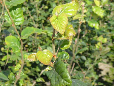 Fagus sylvatica - (Rotbuche),               Topf 1,5 Liter                 60-80 cm