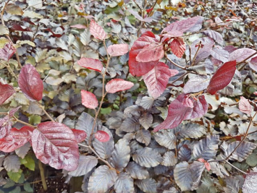 Blutbuche winter