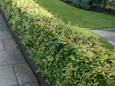 buchenhecke hainbuche oder rotbuche