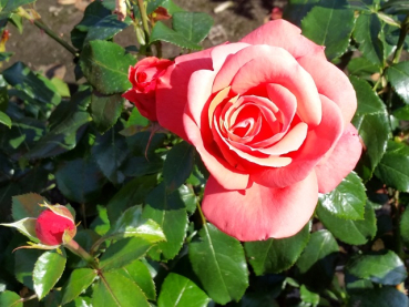 Rose Focus ®