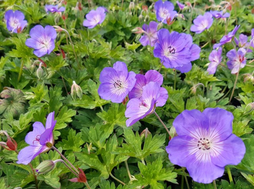 Geranium wallichianum 'Rozanne' ® - (Storchschnabel 'Rozanne' ®),   Topf 1,5 Liter 20-30 cm