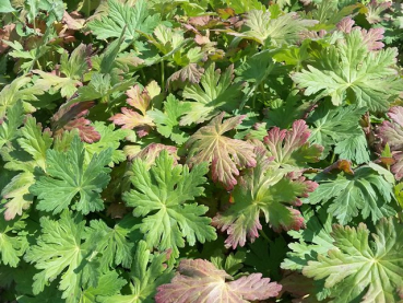 Geranium macrorrhizum - (Balkan-Storchschnabel),
