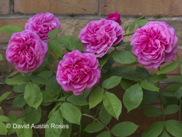 Rosa "Gertrude Jekyll"® *Ausbord* - (Engl. Strauchrose "Gertrude Jekyll"®),