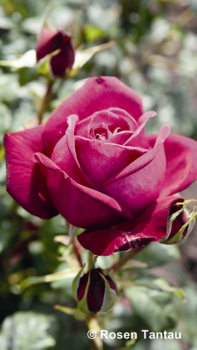 Rosa "Goethe- Rose"® - (Edelrose "Goethe- Rose"®),