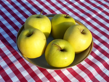 Malus "Golden Delicious" - (Apfel "Golden Delicious"),