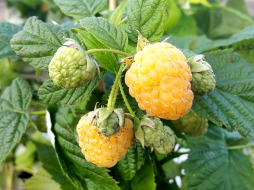 Rubus idaeus Golden Everest herbst Himbeere