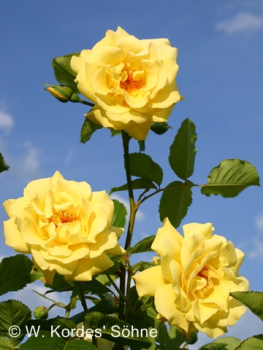 Rosa "Golden Gate"® - (Kletterrose "Golden Gate"®),