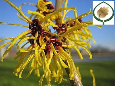 Hamamelis interm. "Barmstedt's Gold" - (Zaubernuss "Barmstedt's Gold"),