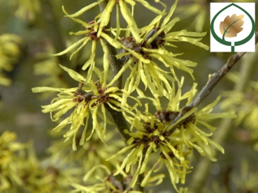 Hamamelis interm. "Angelly" - (Zaubernuss "Angelly"),