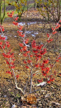 Hamamelis interm. Diane - Zaubernuss Diane