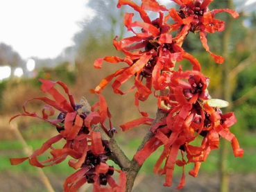 Hamamelis interm. "Diane" - (Zaubernuss "Diane"),