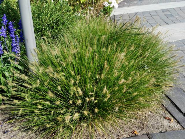 winterhartes graten ziergras Pennisetum alopecuroides Hameln