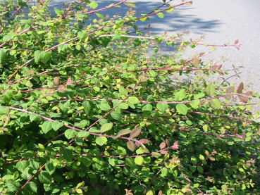 Symphoricarpos chenaultii "Hancock" - (Niedrige Purpurbeere),