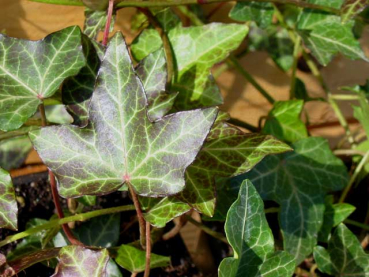 Hedera helix Kleinblättriger Efeu