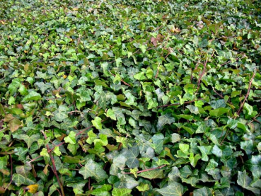 Hedera hibernica - (Irischer/ Großblättriger Efeu),