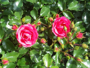 Rosa "Heidetraum"® - (Bodend. Rose "Heidetraum"®),
