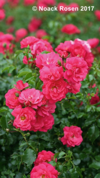 Rose Heidetraum ®