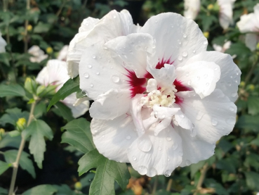 Hibiscus syriacus "Speciosus" - (Rosen-Eibisch Speciosus),