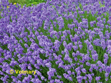 Lavandula angustifolia "Hidcote Blue"  - (Lavendel Hidcote Blue),