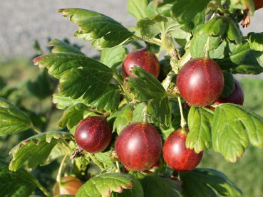 Ribes uva - crispa Hinnonmäki rot  Stachelbeere Hinnonmäki rot