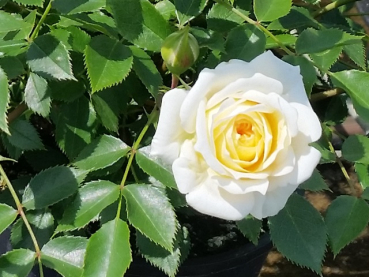 Rosa "Honeymilk"® - (Zwergrose "Honeymilk"®),