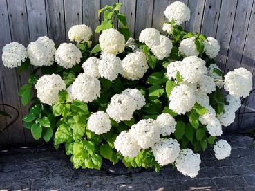 hortensie weiße blüten annabelle