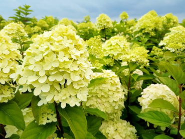 Hydrangea paniculata "Limelight" -S- - (Rispenhortensie "Limelight"-S- ), -