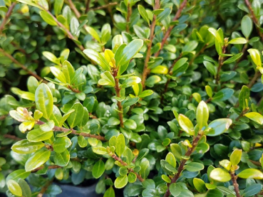 buchsbaum ersatz ilex