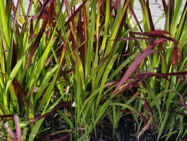 Imperata cylindrica var.koenig. Red Baron