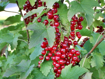 Ribes rubrum Jonkheer van Tets Rote Johannisbeere