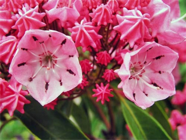 Kalmia latifolia "Ewa" - (Breitblättrige Lorbeerrose "Ewa"),