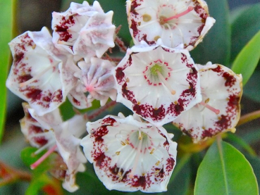 Kalmia latifolia "Ginkona" - (Breitblättrige Lorbeerrose "Ginkona"),