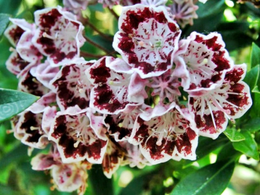 Kalmia latifolia "Minuet" - (Breitblättrige Lorbeerrose "Minuet"),