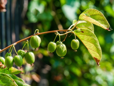 Actinidia arguta "Issai" - (Kiwi "Issai"),