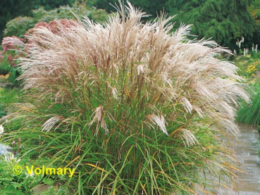 winterhartes ziergras Miscanthus sinensis Kleine Silberspinne