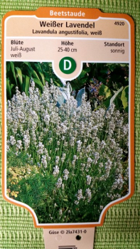 weißer lavendel lavandula alba
