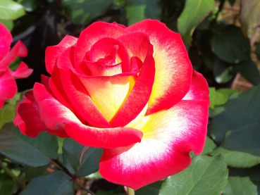 Rose Leo Ferre ®