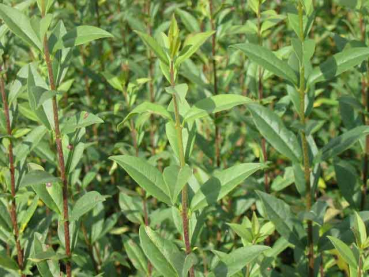 Ligustrum vulgare "Atrovirens" - (Wintergrüner Liguster),