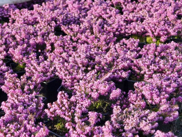 Erica carnea "Lohses Rubin" - (Echte Heide "Lohses Rubin"),