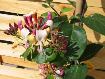 Lonicera heckrottii - Feuer- Geißblatt