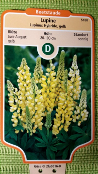 Bild gelbe Lupine Lupinus Hybride Staude