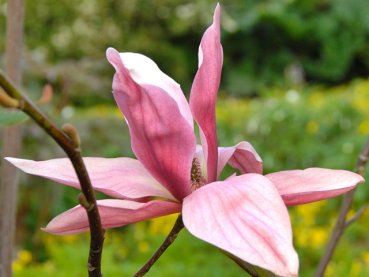 Magnolie Daybreak - Magnolia Daybreak