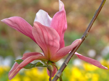 Magnolie Daybreak - Magnolia Daybreak