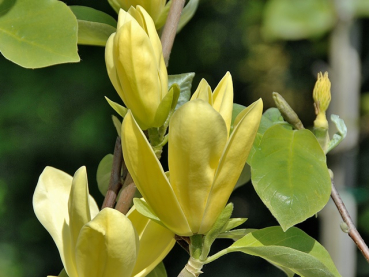Magnolia hybrida "Daphne" - Magnolie "Daphne"